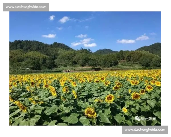 听海之声回荡心灵深处全国音乐比赛精彩纷呈