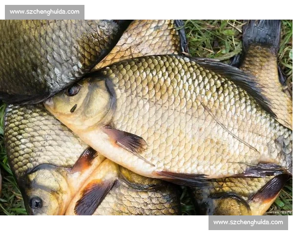 大鲫鱼竞技赛：鲫鱼之王争夺战，谁能成为池塘中的霸主